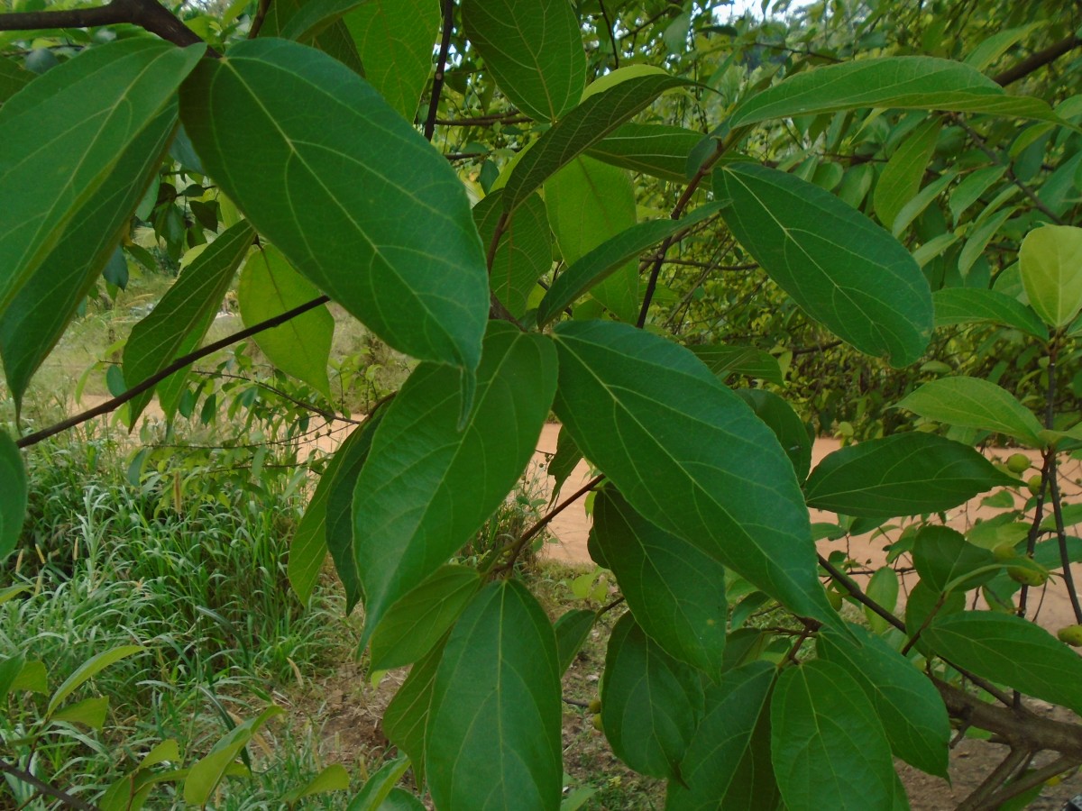 Ficus exasperata Vahl